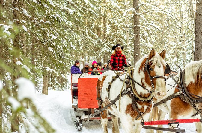 1 Hour Shared Winter Sleigh Ride Experience in Kananaskis - Who this winter sleigh ride fits best (and who should skip it)