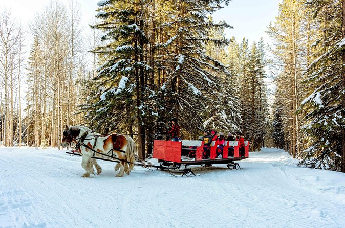 1 Hour Shared Winter Sleigh Ride Experience in Kananaskis - Value and comfort: why this one-hour outing works