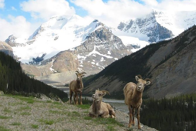 3-Day Glacial Tour package, Columbia Icefield, Jasper, LakeLouise - How the Group Bus Tour Changes Your Experience (and How to Fix It)