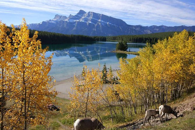 4-Day Banff, Lake Louise, Jasper, Icefield Packaged Tour - The Calgary-to-Icefields-to-Jasper-to-Banff flow actually makes sense
