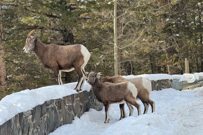 Banff Highlights: Moraine Lake, Lake Louise and beyond - Lake Louise timing: how to make 1 hour 20 minutes count