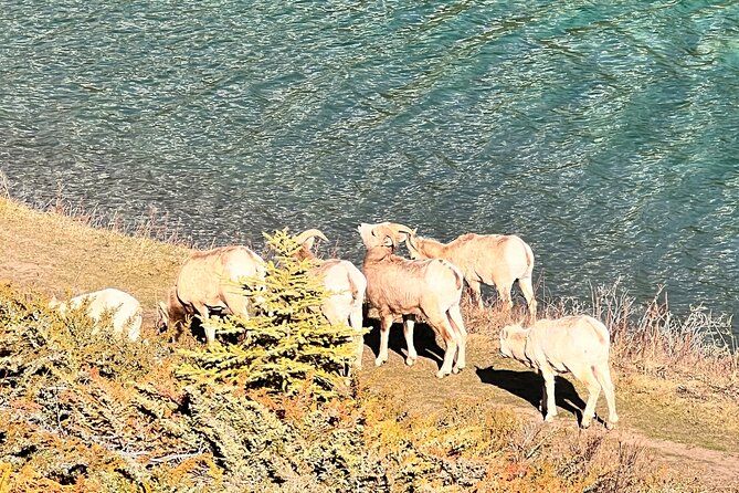 Banff Town ,Lake Louise, Moraine , Emerald & Johnston Canyon Tour - Emerald Lake and Natural Bridge: short stops with big payoff