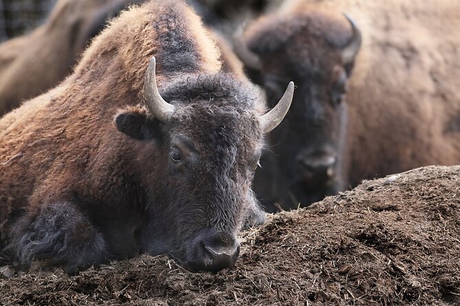 Buffalo Loop 1-Hour Horseback Trail Ride in Kananaskis - Boundary Ranch paddocks: the bull-and-cows moment you’ll pass by
