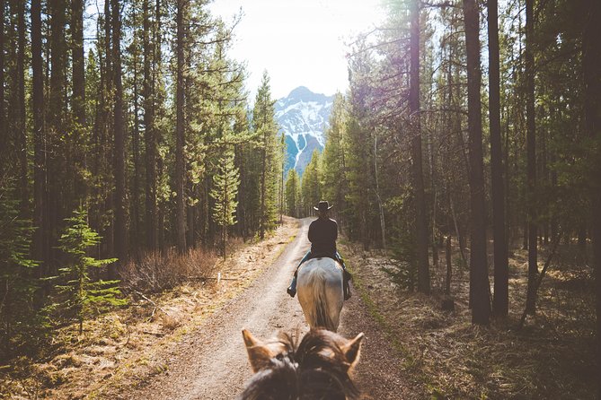 Buffalo Loop 1-Hour Horseback Trail Ride in Kananaskis - Horses and guides: why the first-time experience feels safe