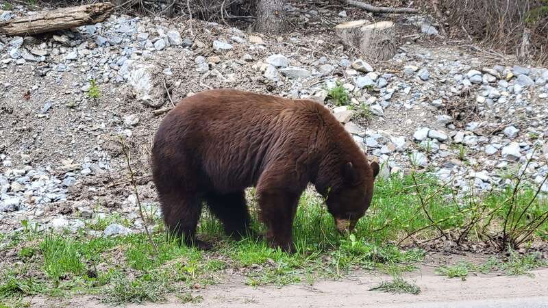 Calgary: 2-Day Banff National Park Highlights Summer Tour - Practical tips so you don’t waste time at the stops