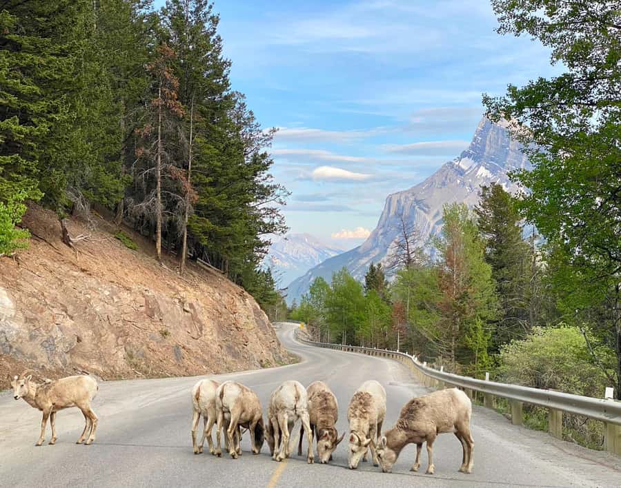 Calgary/Canmore: Banff National Park & Lake Louise Day Trip - Entering the Rockies: what the 10-hour format gives you