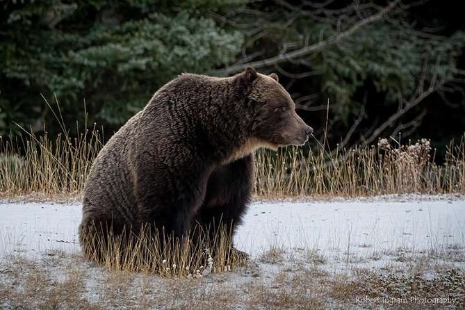 Calgary: Columbia Icefield Adventure, Skywalk and Peyto Lake Tour - Waterfowl Lakes Campground: The Short Reset You’ll Thank Yourself For