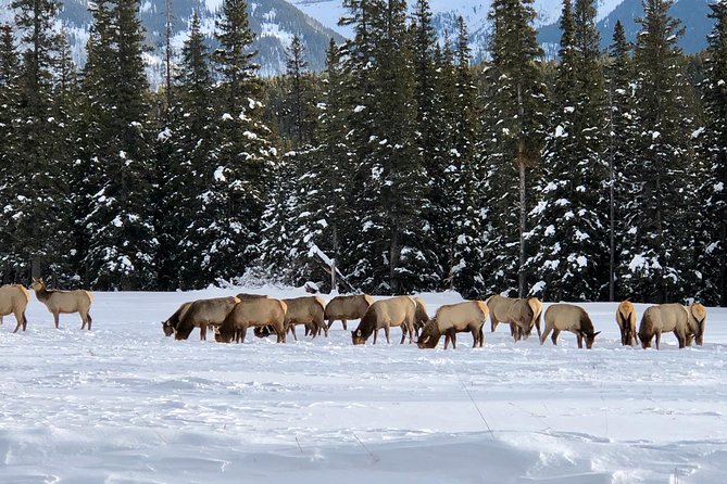 Experience Banff & Lake Louise | Moraine - PRIVATE DAY TOUR - Entering The Rockies From Calgary: Why This Day Plan Works