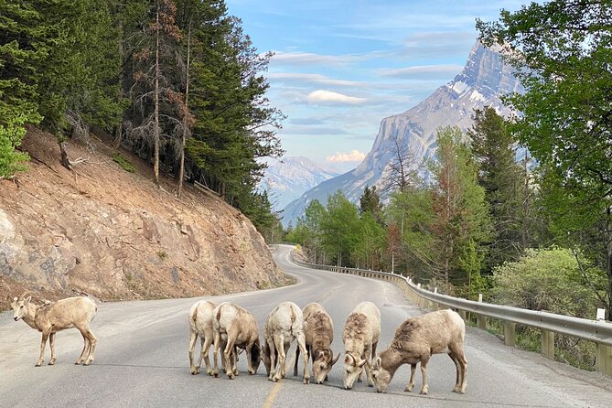 Explore Banff National Park with Our Premium Day Tour - Lake Louise: The Icon Stop You Can Read in a Single Glance