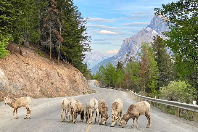 Johnston Canyon, Lake Louise & Banff: Small-Group Day Tour - Price and value: what $74.31 really buys you