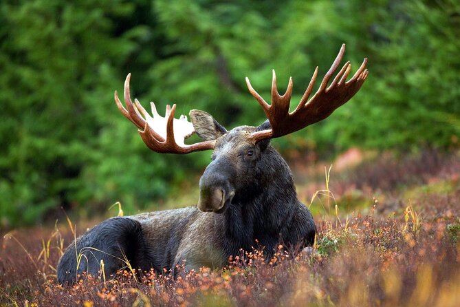 Moraine Lake and Lake Louise Tour from Calgary - Canmore - Banff - Banff Avenue Free Time: Where the Tour Lets You Eat Like a Local