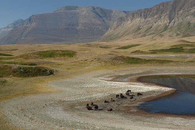 Waterton-Glacier International Peace Park | Be a Wildflower - Akamina Parkway to Cameron Lake Road: bighorn sheep odds on a canyon drive