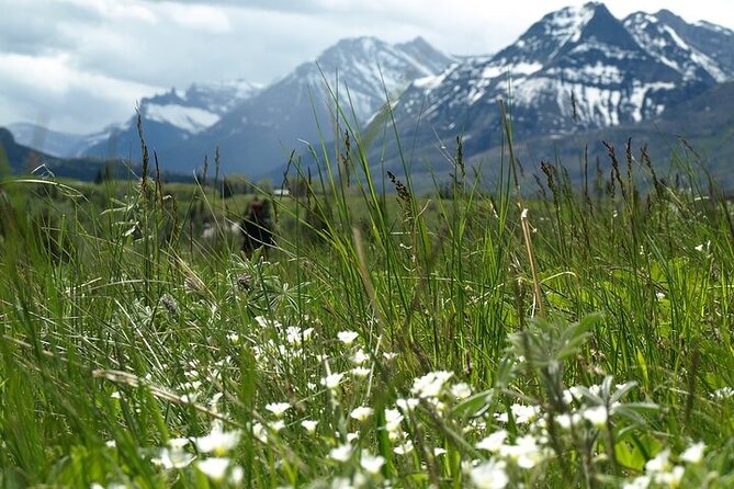 Waterton-Glacier International Peace Park | Be a Wildflower - Private tour, max 3 travelers: why that small group matters