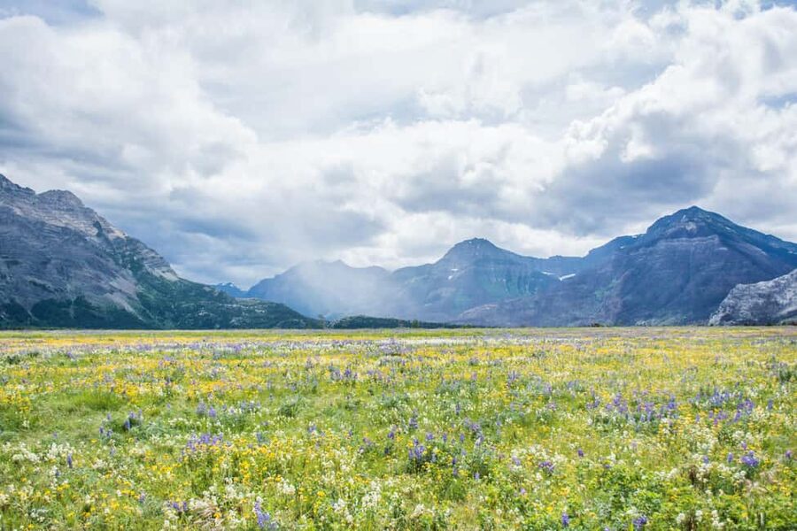 Waterton National Park: Lakes & Mountains Day Tour - Cameron Falls at the US–Canada border (about 15 minutes): quick walk, strong payoff